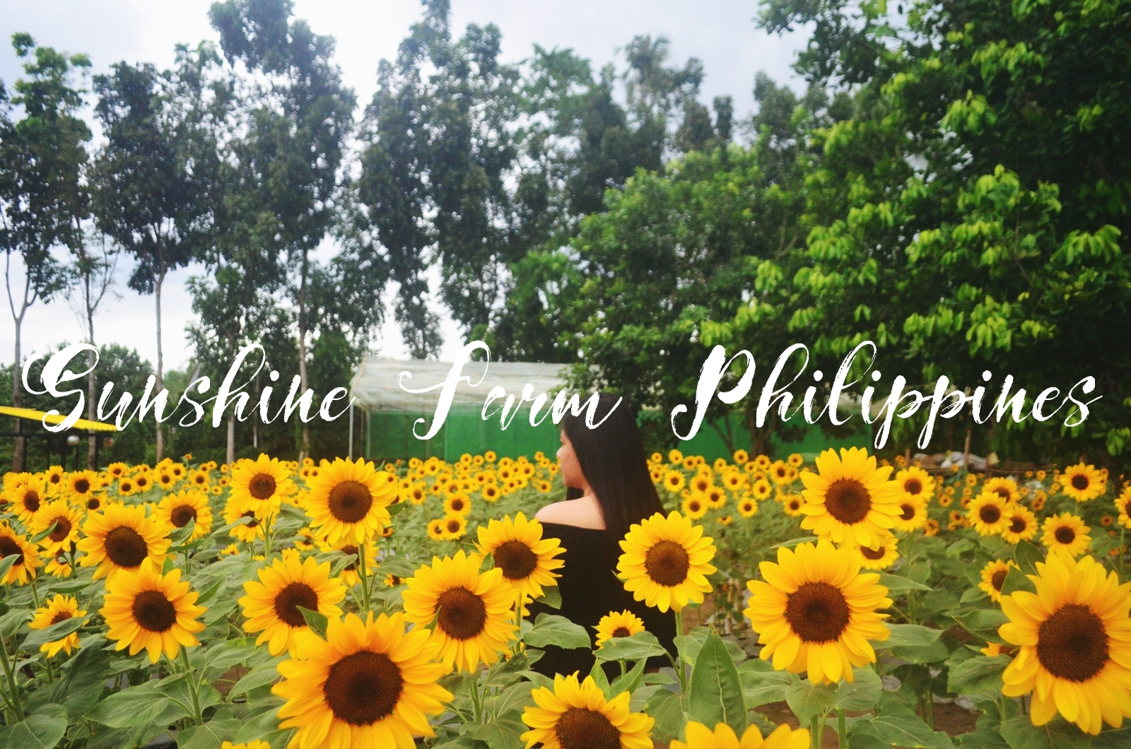 Sunshine Farm Philippines A Sunflower Farm To Visit In Tiaong, Quezon