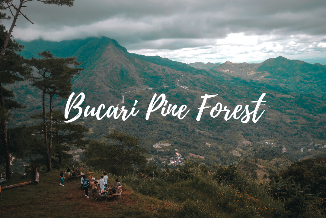 Bucari Pine Forest and Campsite: Visiting The Summer Capital of Iloilo ...